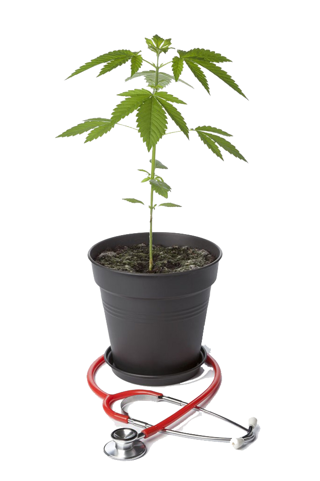 Potted marijuana and stethoscope Free PNG